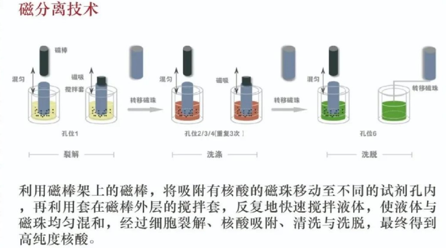 方艙PCR實驗室樣本制備區