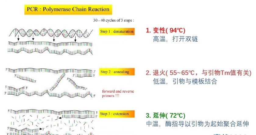 PCR實驗室技術三個階段